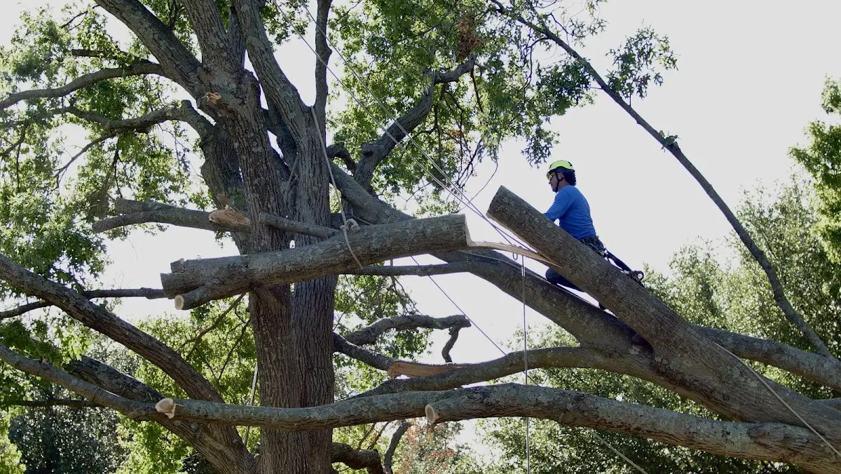 Professional Crown Thinning performed by certified arborists in Cabot